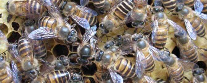 阿坝中蜂的优缺点有哪些 阿坝中蜂的优点和缺点
