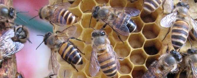 阿坝蜂和土蜂有什么区别 云贵中蜂与阿坝中蜂的区别