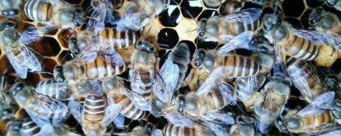 阿坝中蜂能在广西养吗 阿坝蜜蜂在南方可以养吗