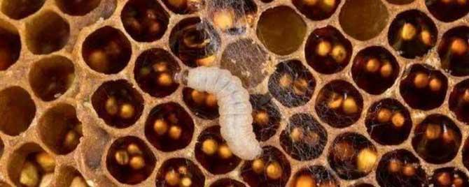 巢虫的防治方法 巢虫防治最有效方法是什么