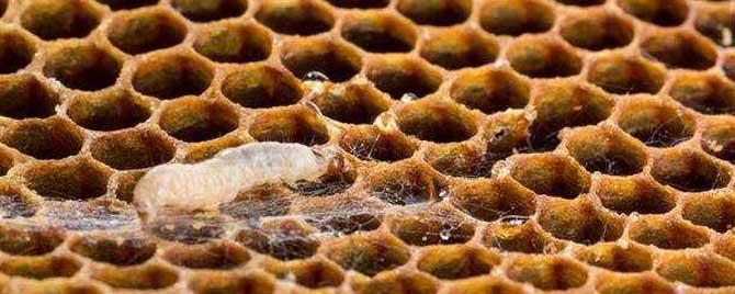 康宽巢虫净对蜜蜂影响大吗 农药康宽对巢虫有效吗