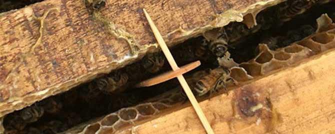 巢虫清木片对蜂蜜有影响吗 巢虫清木片对蜂蜜有影响么