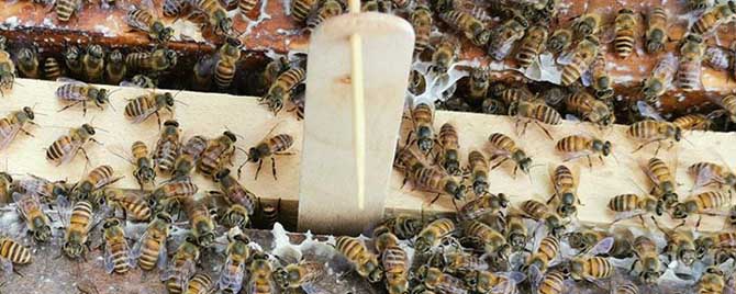 蜜蜂巢虫的防治方法 蜜蜂巢虫用什么药防治