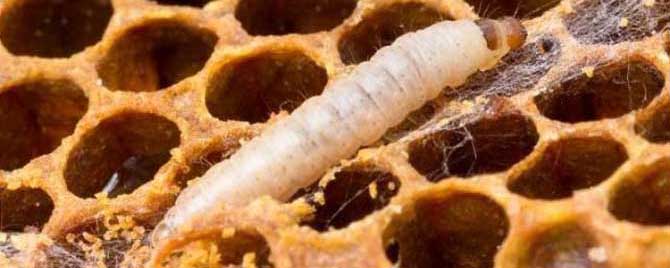中蜂巢虫根治偏方有哪些 中蜂的巢虫根治偏方