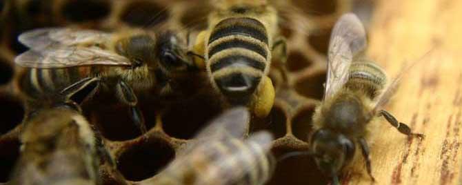 大蜂螨特点 大蜂螨的克星是什么