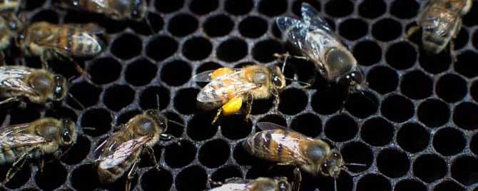 蜜蜂蜂螨怎么治 蜂螨怎么治疗和预防