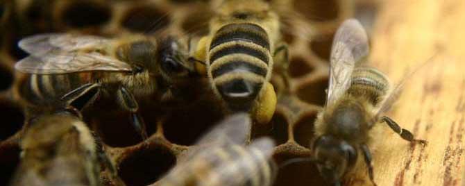 蜜蜂蜂螨怎么治 蜜蜂螨虫怎么治疗效果好