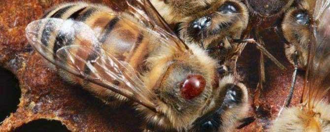 意蜂蜂螨是什么样子的 意蜂蜂螨症状