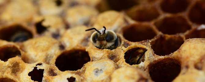 养蜂技术怎样治螨 怎样治蜂螨效果最好
