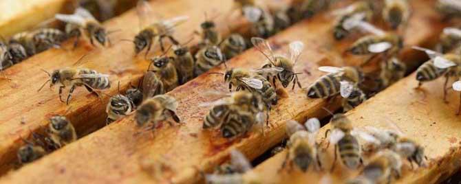 蜂螨怎么防治 卫生球怎样治蜂螨