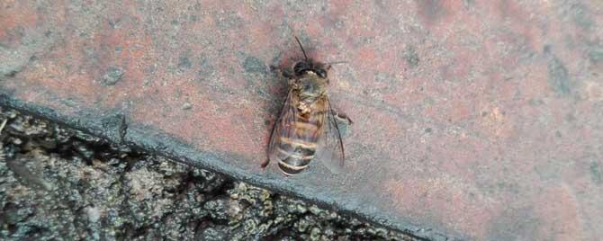 中蜂螨虫怎么处理最有效 中蜂起螨虫怎么治