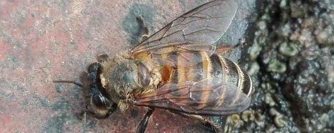 中蜂会有螨虫吗 中蜂为什么没有蜂螨