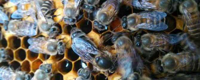 蜜蜂用什么药 蜜蜂常见病和常用药有哪些