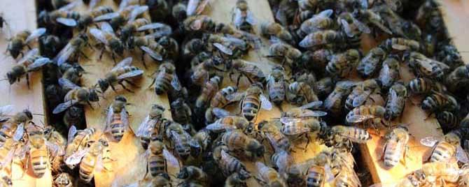 蜜蜂常见的病有几种 蜜蜂的病有哪几种