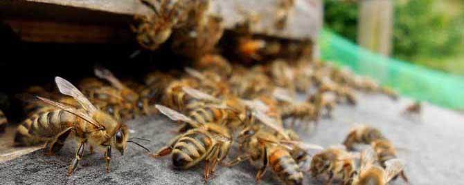 蜜蜂的病怎么防治最有效 蜜蜂最常见的几种病怎样治疗