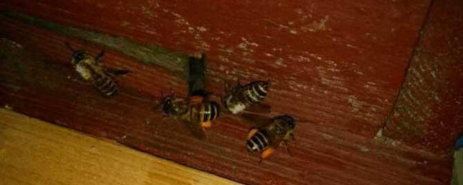 蜜蜂爬蜂病是什么原因引起的 蜜蜂爬蜂病的症状是什么