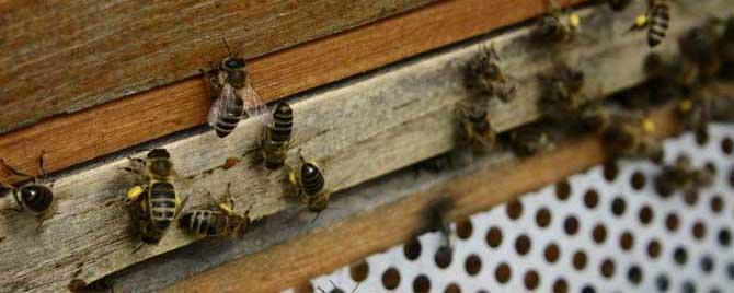 蜜蜂爬蜂病有几种怎样治疗 爬蜂病怎么治疗