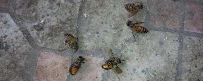 蜜蜂爬蜂病有啥特效药（蜜蜂爬蜂病有几种怎样治疗）