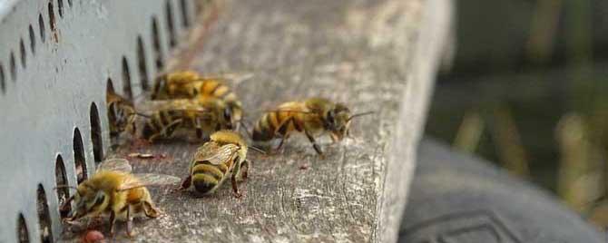 蜜蜂缺盐怎么处理 蜜蜂爬蜂病用盐治有效吗
