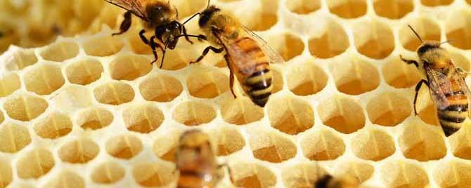 春繁爬蜂病怎么治疗 秋季爬蜂病怎么治疗