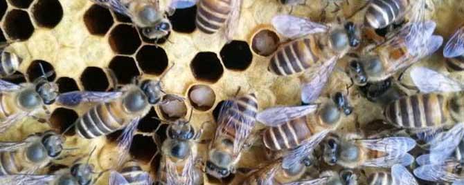 中蜂爬蜂病怎么回事 蜜蜂爬蜂病是什么原因