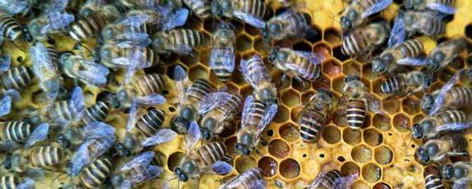 中蜂爬蜂病怎样防治 中蜂爬蜂病怎么治疗