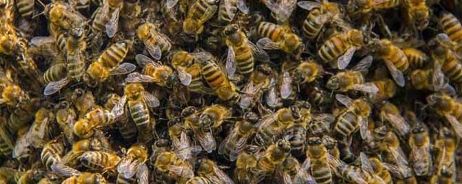 蜂病防治有哪些药物 黑蜂病用什么药最佳