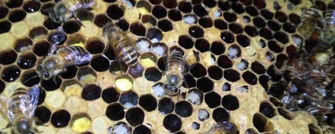 中蜂烂子病什么药最有效 中蜂烂子病的特效药有哪些