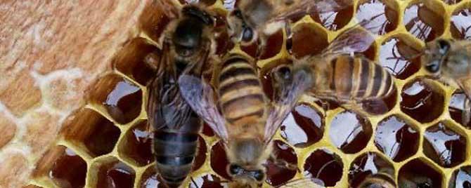 蜜蜂大肚病用什么药（蜜蜂大肚子病用哪种西药可治）