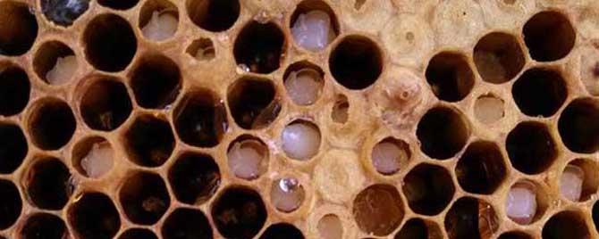 中蜂中囊病有特效药吗 中蜂中囊病的症状是什么