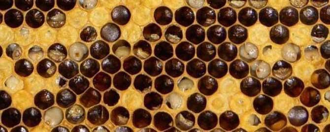 中蜂囊状幼虫病是什么病毒 中蜂囊状幼虫病特效药中囊抗体