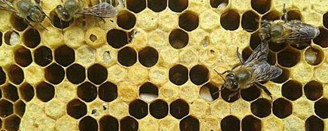 中蜂囊状幼虫病特效药有哪些（蜜蜂囊状幼虫病用哪种西药可治）