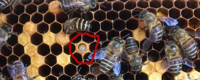 中蜂中囊病的治疗方法有哪些（中蜂中囊病怎么治）