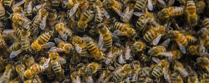 蜜蜂冬眠的时候能动地方不 蜜蜂冬眠的时候会一动不动么