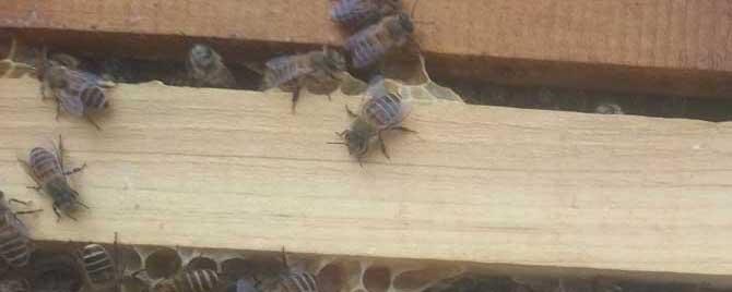 冬天蜜蜂为什么会死 蜜蜂入冬后为什么有死蜂