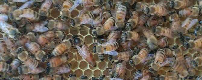 蜜蜂过冬有死蜂正常吗 冬天蜜蜂死亡什么原因