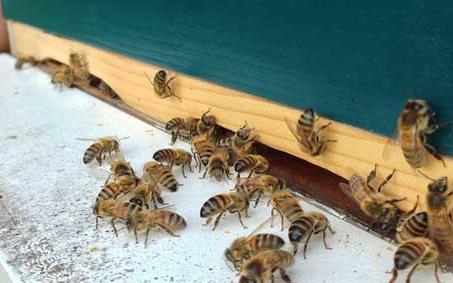 爬蜂病 爬蜂病的10种病因