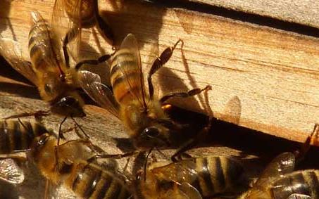 蜜蜂大肚病怎样引起 蜜蜂大肚病
