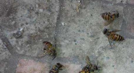 蜜蜂病虫害预防与治疗技术 蜜蜂病虫害的防治技术