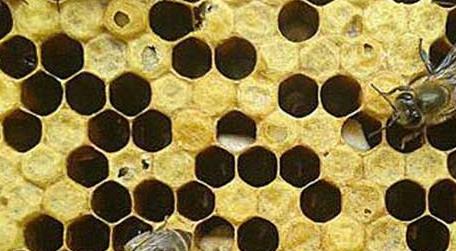 阿莫西林治疗中蜂烂子病有效吗 阿莫西林可以治疗蜂窝组织炎