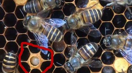 青霉素治中蜂烂子病有效吗 中蜂烂子病用阿莫西林