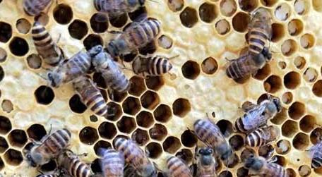 中蜂烂子病有什么特效药治疗 中蜂烂子病什么药最有效