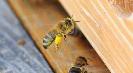 蜜蜂爬蜂病是什么原因 蜜蜂爬蜂病有几种怎样治疗