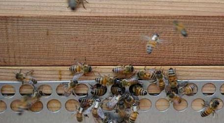 蜜蜂爬蜂病有几种 蜜蜂爬蜂病的症状及防治