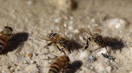 爬蜂的治疗方法 怎样快速治疗爬蜂病