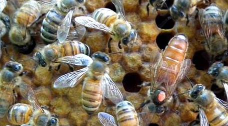 意蜂常见病及防治 意蜂黑蜂病怎么治疗