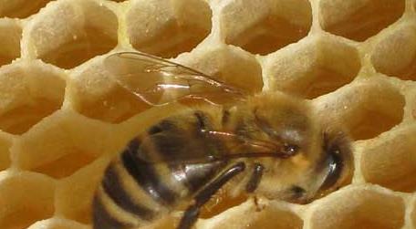 蜜蜂得了大肚病吃什么药 蜜蜂大肚病用什么药效果最好