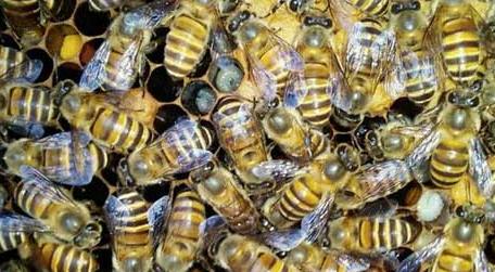蜜蜂喂干白糖的十大好处 蜜蜂可以饲喂干白糖吗