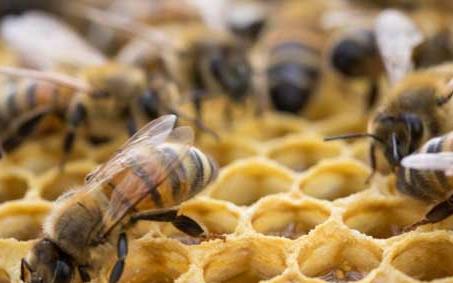 西方蜜蜂和本土蜜蜂属于同一个物种吗 西方蜜蜂
