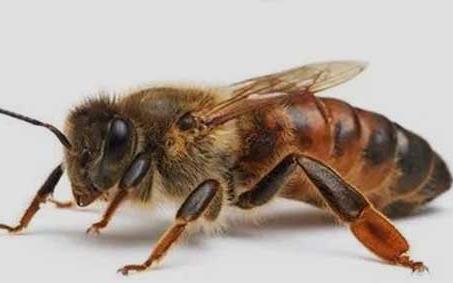 突尼斯蜜蜂 突尼斯蜂